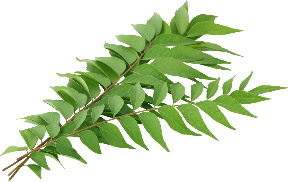 Curry Leaves