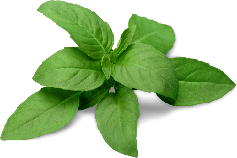 Fresh Basil Leaves